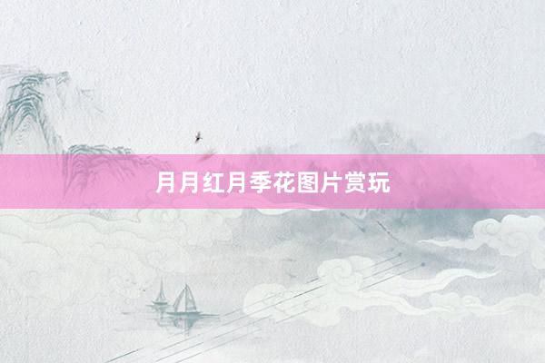 月月红月季花图片赏玩